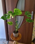 Monstera thai constellation 