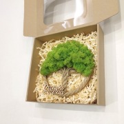 Drzewko Szczęścia Chrobotek, prezent na urodziny, imieniny, rocznica 22cm