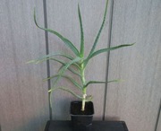 Duży Aloes Drzewiasty