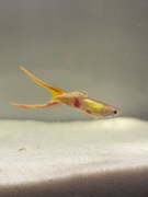 Gupiki Silver Lira (Parka)