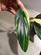 Monstera standleyana Yellow 