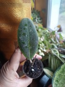 Hoya rintzi borneo EPC 950 ukorzeniona - rzadkość 