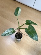 Philodendron Giganteum Variegata