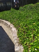 BLUSZCZ HEDERA HELIX ZIMOZIELONE  3,30 zł /szt