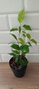 Ficus fikus reginald