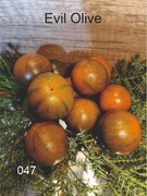 047-Evil Olive. Pomidory kolekcjonerskie.