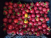 Papryka Czerśniowa Czerwona Ostra