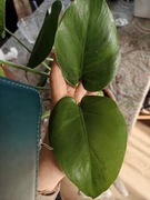 Monstera Deliciosa GOG LF