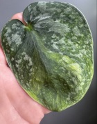 Scindapsus Baticon- pędówka