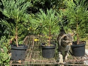 Mamutowiec olbrzymi, z nasion z USA, sekwoja, 40cm