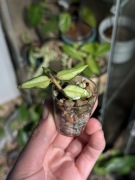 hoya bella luis bois | sadzonka rosnąca