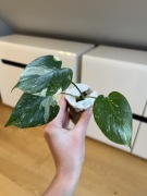 Monstera Thai Constellation