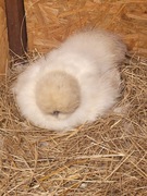 Kurczątka kurczaki jaja lęgowe od Silki jedwabistej białej. 