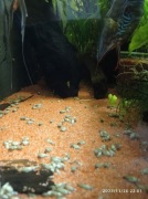 Ślimaki świderki ekipa sprzątająca 