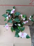 blushing bride trzykrotka M