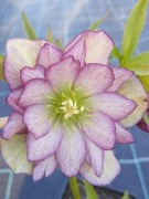 Ciemiernik Helleborus 'Peppermint Ice' 54