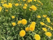 Mniszek lekarski kwiat 50g z Bieszczad