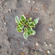 Funkia hosta zielono biala
