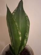 Sansevieria Silver Flame