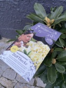 Rododendron kolekcjonerski pachnące kwiaty Dufthecke Gelb