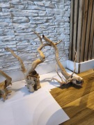 Korzeń japonska wiśnia 2 x !