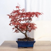 Klon palmowy Acer palmatum Mon zukushi idealny na bonsai! unikat