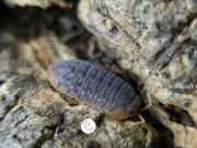 Promocja!! Isopody, prosionki, Sinodillo Sp. Vietnam