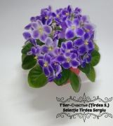 fiołek afrykański - T'Ser-Sczastie - kwitnąca roślina