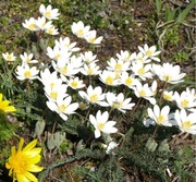 Sangwinaria kanadyjska Sanguinaria canadensis 10 nasion