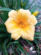 Liliowiec sadzonka niski