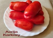 Pomidor Aurija niski karłowy - 10 nasion kolekcjonerskich bardzo plenny