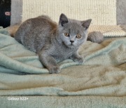 -10%!!!Kotki brytyjskie niebieskie rodowodowe 