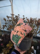 Azalia japońska Lidia 2L