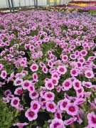 Million Bells - Cabrio Sof Pink & Eye