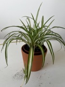 Zielistka , zielistek