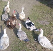 Jajka jaja lęgowe kaczek francuskich