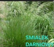 Kwiatki ogrodowe 