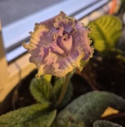 Skrętnik DS-Blue Dragon