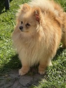 Szpic miniaturowy dorosła sunia 2.5 roku