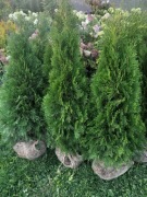 Tuja Szmaragd powyżej 1000zł.otrzymasz prezent!!