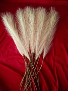 Trawa pampasowa morelowa wysokość 55cm 18 szt