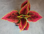 Koleus blumego pokrzywka brazylijska w doniczce