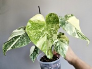 Monstera NoID przepiękne wybarwienie w bigosie