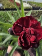 Goździk, bylina - bordo, niski, pachnący 