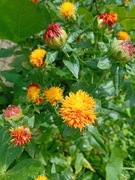 KROKOSZ BARWIERSKI NASIONA 20 szt. SZAFRAN, ZIOŁO, SUCHE BUKIETY