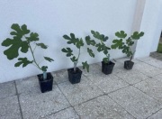 Figa RDB figowiec sadzonki sadzonka drzewko figi owocująca mrozoodporna