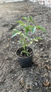 Sadzonka pomidora koktajlowego Black Cherry