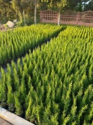 TUJA SZMARAGD w doniczce p9 30/45 cm 