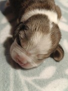 Beagle do rezerwacji