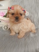 Suczka rasy Shih-Tzu 